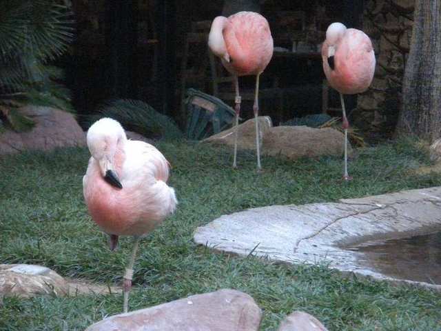 Flamingos at the Flamingo Las Vegas Hotel & Casino