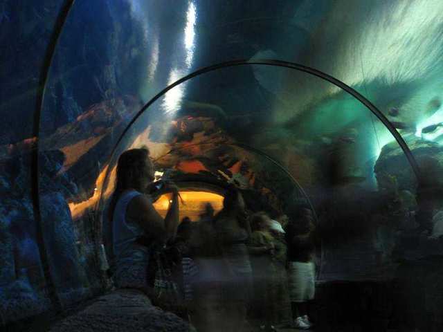 Shark Reef Aquarium, Mandalay Bay, Las Vegas, Nevada (10)