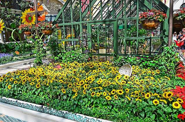 A seasonal display in the Bellagio Conservatory