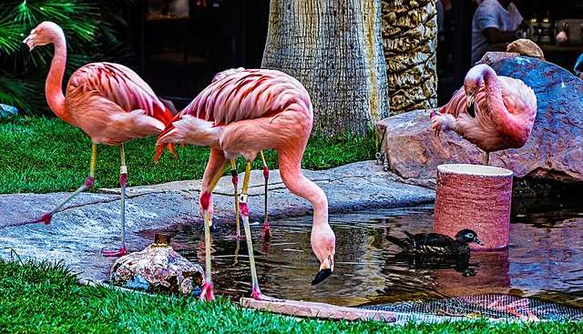 Flamingos at the Flamingo Wildlife Habitat
