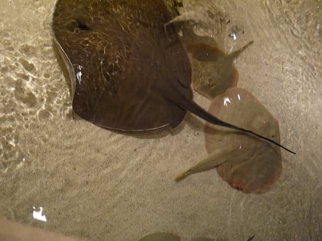 A ray at Shark Reef Aquarium