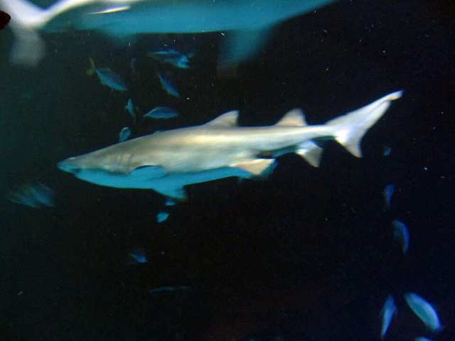 Shark - Shark Reef Aquarium at Mandalay Bay