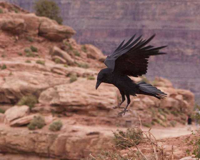 Grand Canyon Skywalk 2
