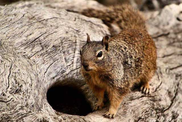 Erm Squirrel ?? - Zion National Park